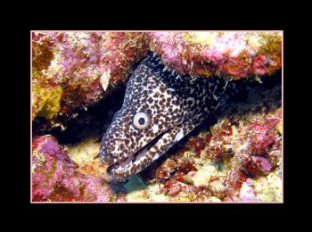 Spotted Moray poking his head out from under a rock in Bo... by Chris Young 